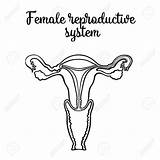 Reproductive Drawing System Female Diagram Human Getdrawings Blank Sketch Anatomy Systems Urogenital Vector Paintingvalley Source sketch template