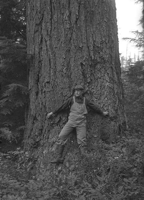 man standing   douglas spruce tree man verify  flickr