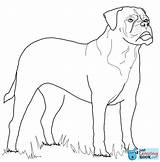 Bullmastiff Coloring Pages Mastiff Dog Dogs Rottweiler Printable Color Bull Animals Supercoloring Kids Colouring Crafts Select Nature Category Drawings Cartoon sketch template