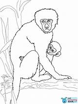 Howler Vervet Monkeys Justcoloringbook Gibbon Intended Designlooter Getdrawings Bestcoloringpagesforkids sketch template