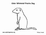 Prairie Tailed Coloring Dog Sponsors Wonderful Support Please sketch template