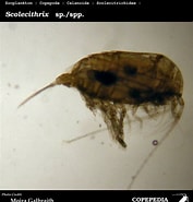 Afbeeldingsresultaten voor "scolecithricella Tenuiserrata". Grootte: 177 x 185. Bron: www.st.nmfs.noaa.gov