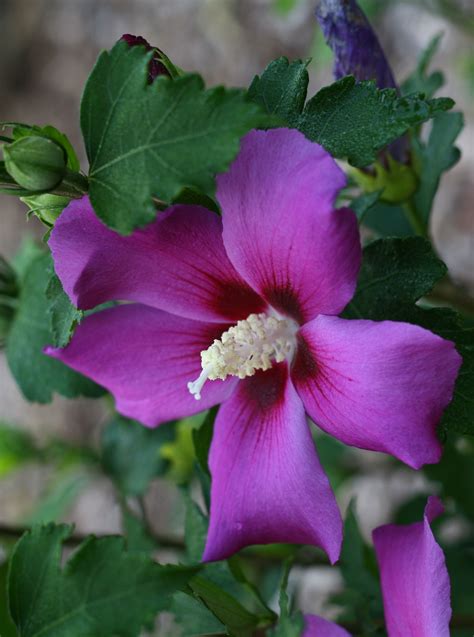 purple satin® rose of sharon hibiscus syriacus rose of sharon hibiscus purple plants