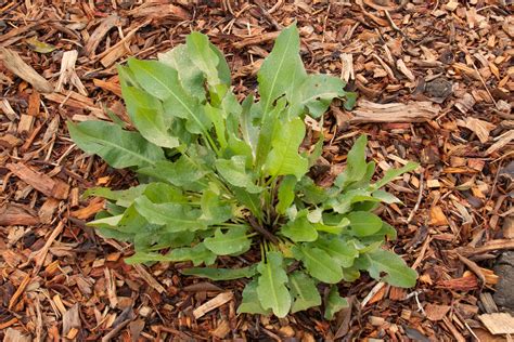 dock members   genus rumex backyard forager