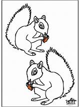 Eekhoorn Ardilla Knaagdieren Esquilo Roditori Squirrel Scoiattolo Colorare Fargelegg Roedores Nukleuren Advertentie Coloriages Rongeurs Publicidade Publicité Annonse Pubblicità sketch template