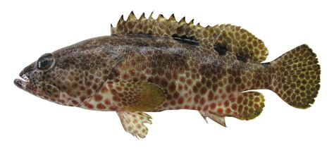 epinephelus hexagonatus fishider