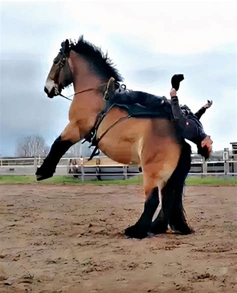 ardennes horses stable express