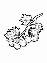 Currant sketch template