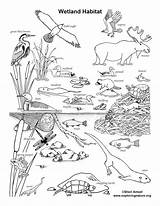 Wetland Habitats Wetlands Biome Exploringnature Palim Onlycoloringpages sketch template