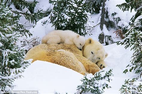 mum   snowing   steps   polar cubs
