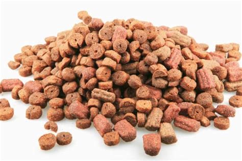 commercial dog food  raw food