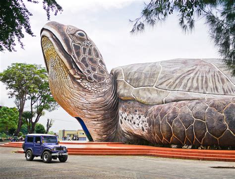 biggest turtle   world   turtle    flickr