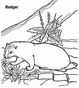 Badger Coloring Pages Color Sheet Printable Animal Designlooter Animals sketch template