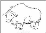 Ox Musk Mammals sketch template