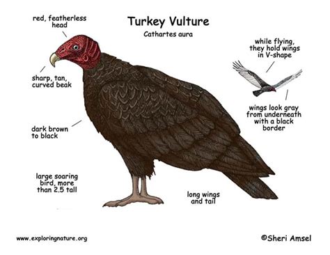 vulture turkey