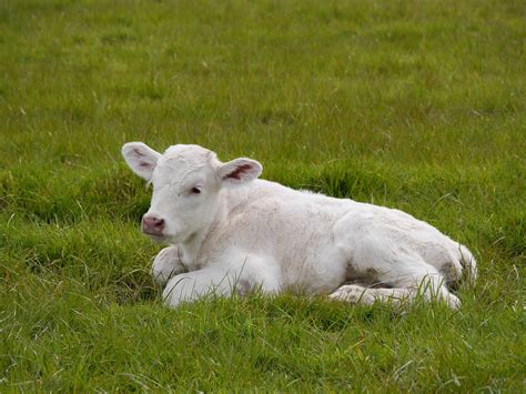 calf field farm · free photo on pixabay