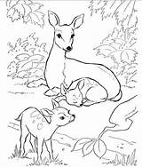 Coloring Nature Animals Pages Backyard Books Animal Kids Wild Printable Hubpages Color Doe Deer Et Boyama Ziyaret Kitapları Fawns Two sketch template