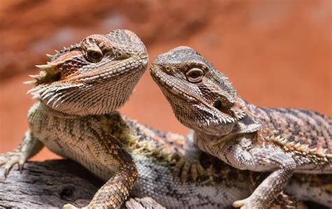 5 Simple Ways To Sex A Bearded Dragon Male Vs Female Differences