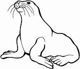 Seal Coloring Pages Getcolorings Color sketch template