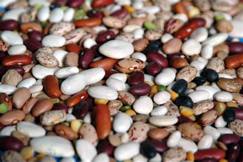 beans beans  magical fruit nogmoseedbanks blog