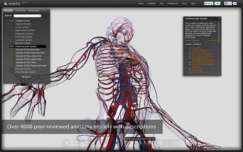 digital human anatomy    siddhadreams