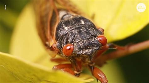Brood X Cicadas To Reemerge Across Country For First Time In 17 Years