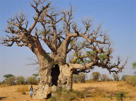 baobab baum des lebens senegal