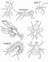 Coloring Arthropod Insect Arthropods Coloring4free Insekt 2532 Junction Arthropoden Anatomy sketch template