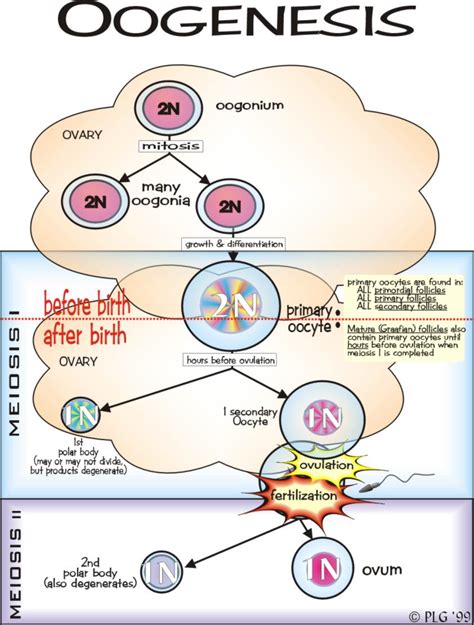 primary oocyte meddic