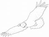 Eagle Soaring sketch template
