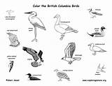 Birds British Columbia Washington State Coloring Oregon Amphibians Reptiles Pages Province Canadian Exploringnature Mammals Bird Canada Habitats Animal Labeling Sheet sketch template