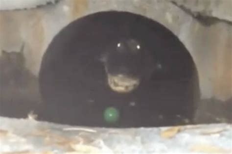 giant hissing alligator found in sewer outside florida