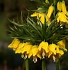 Image result for "fritillaria Sargassi". Size: 98 x 100. Source: greenseedgarden.com