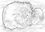 Coloring Porcupine Pages Porcupines Two Printable Animals Categories Coloringbay Results Large sketch template
