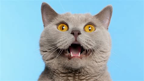 cats leave  mouths open  smelling  mental floss