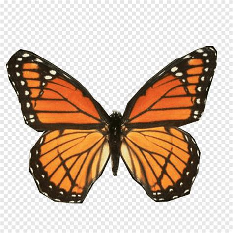 mariposas orange  black butterfly png pngegg
