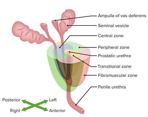 raiz horno compilar prostate anatomy zones escribir reaccionar cangrejo