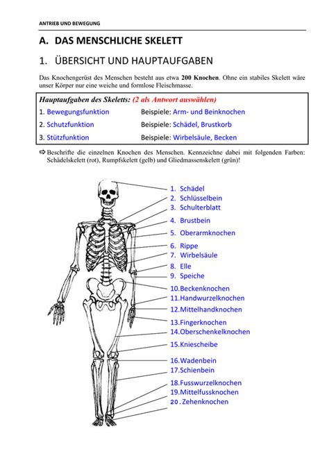 das menschliche skelett  uebersicht und hauptaufgaben