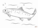 Salmon Salmone Colorare Disegno Salmón Atlántico Atlantico Disegnare sketch template