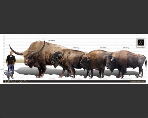 bison latifrons google search prehistoric creatures extinct