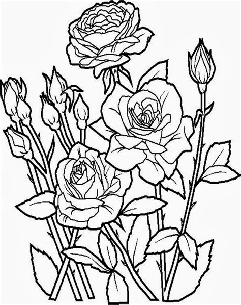 sketsa mewarnai bunga mawar  anak dunia putra putri