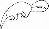Anteater Clipart Clip Ant Eater Outline Drawing Coloring Cliparts Giant Super Favorites Add Clipground Library Clipartbest sketch template
