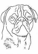 Pug Coloring Pages sketch template