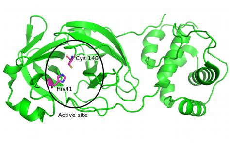 structure  cl protease  sars    active site residues