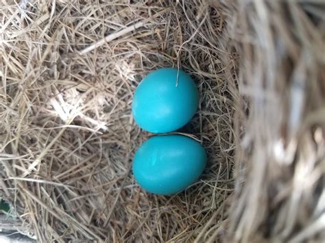 identify bird eggs  color  size birds  blooms