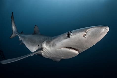 greg lecoeur underwater  wildlife photography blue shark  cape
