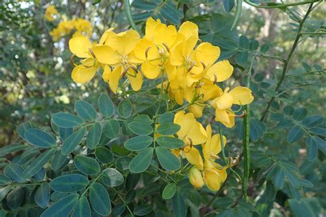 Helensburgh Landcare Be Weed Wise Easter Cassia