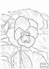 African Drawing Violet Getdrawings Flowers sketch template