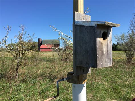 kestrel boxes provide homes  pint sized predators wksu