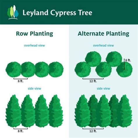leyland cypress growth rate  spacing  easy